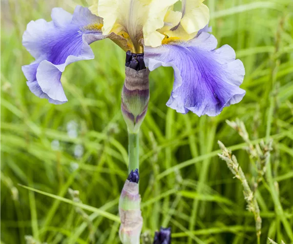 Iris x germanica