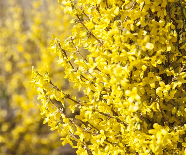 Forsythia x intermedia 'Week End'®