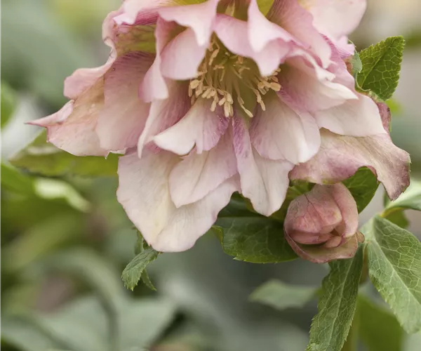 Helleborus orientalis