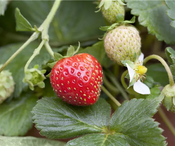 Fragaria x ananassa