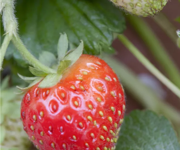 Fragaria x ananassa 'Senga®-Sengana®'