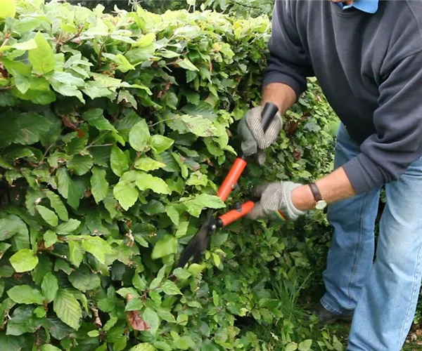 Zurückschneiden verjüngt Sträucher und Bäume