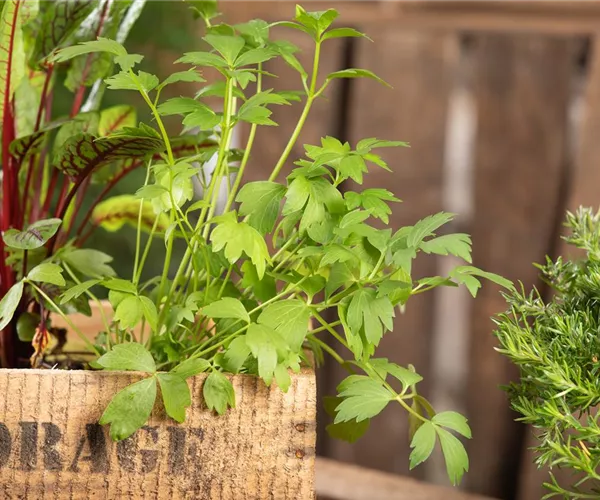 Kräuter auf dem Balkon – Würziges auf kleinstem Raum