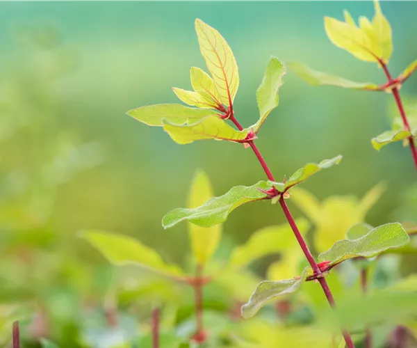 Lonicera caerulea var. kamtschatica