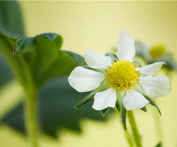 Fragaria x ananassa 'Elan'