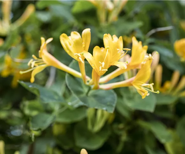 Lonicera heckrottii