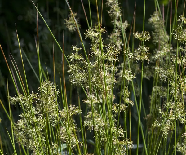 Juncus effusus
