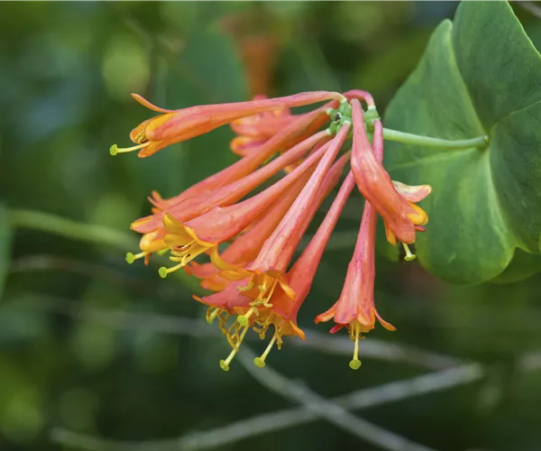 Lonicera x brownii 'Dropmore Scarlet'