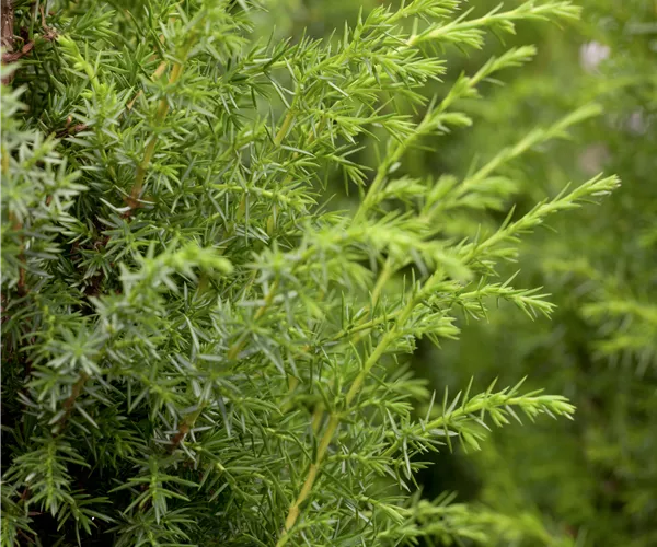 Juniperus communis