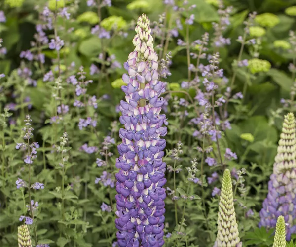 Lupinus polyphyllus