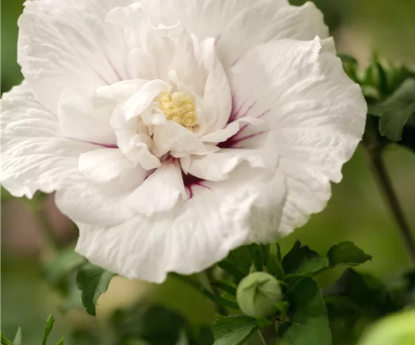 Hibiscus 'Chiffon'®