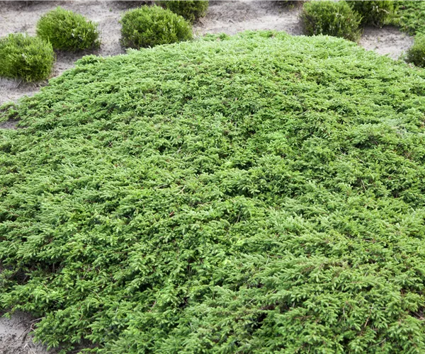 Juniperus communis 'Green Carpet'
