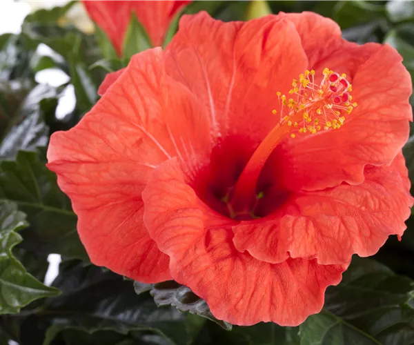 Hibiscus rosa-sinensis