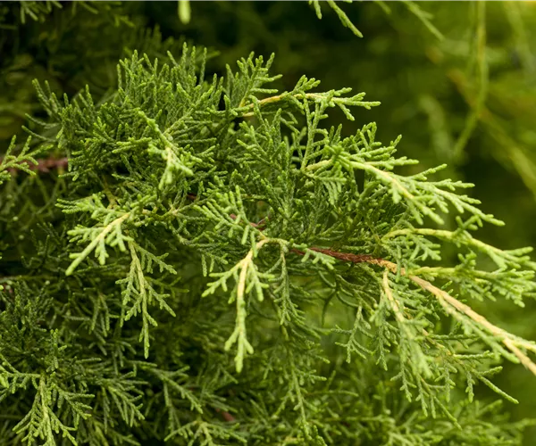 Juniperus x pfitzeriana