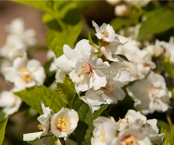 Philadelphus x virginalis