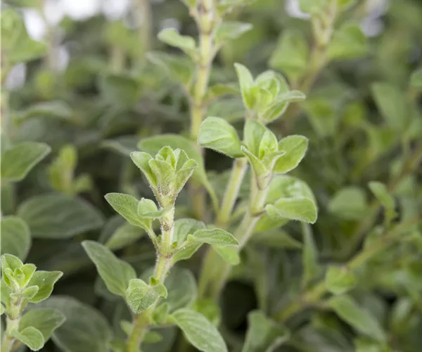 Origanum vulgare