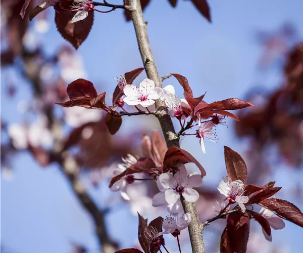 Prunus cerasifera 'Nigra'