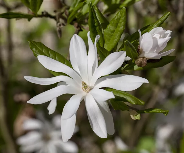 Magnolia stellata