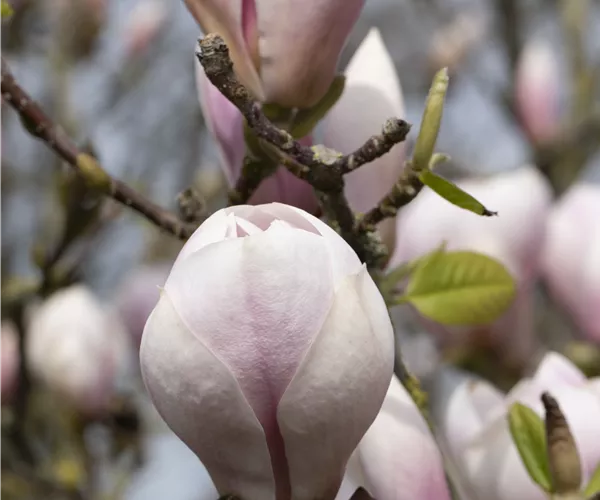 Magnolia x soulangiana