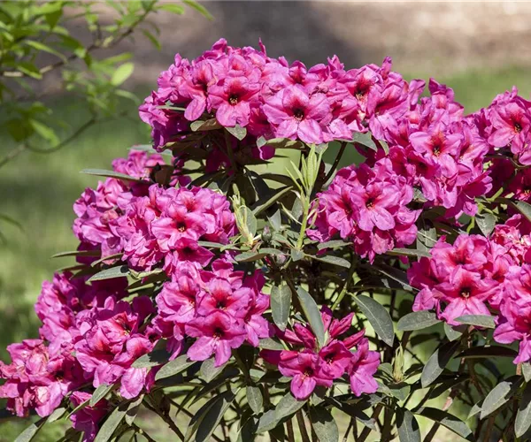 Der Rhododendron – der stilvolle Klassiker