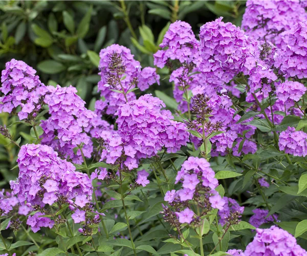 Phlox paniculata