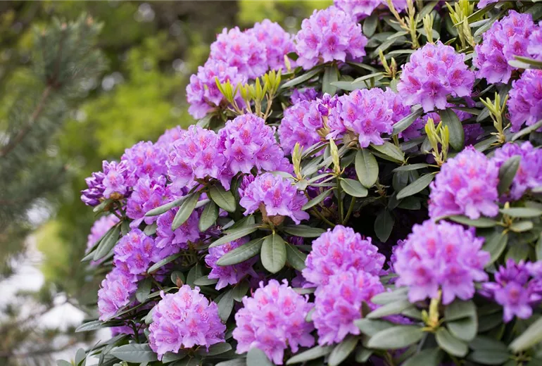 Rhododendron catawbiense 'Grandiflorum'