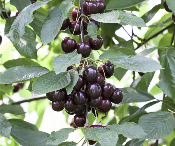 Prunus cerasus 'Schattenmorelle'