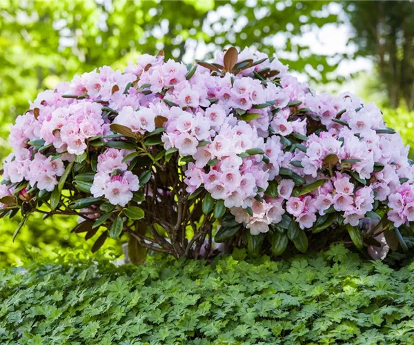 Der Rhododendron – der Strauch mit den prächtigen Blüten