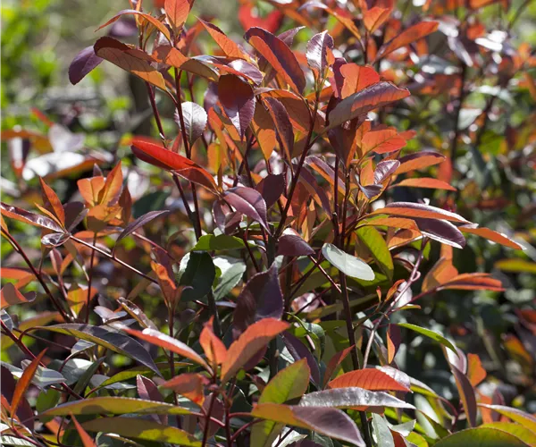 Photinia fraseri