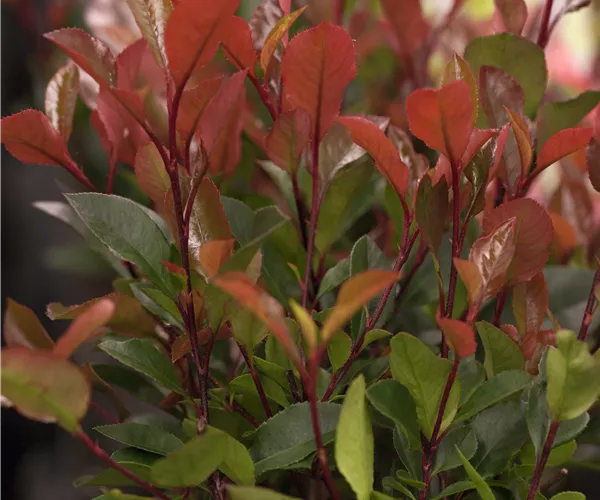 Photinia fraseri 'Little Red Robin'
