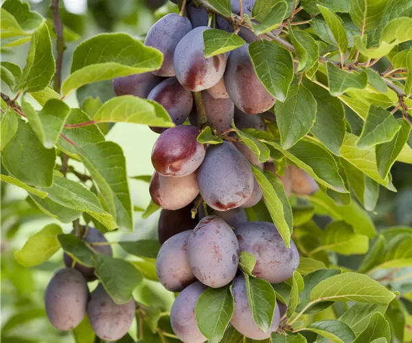 Prunus domestica subsp. domestica