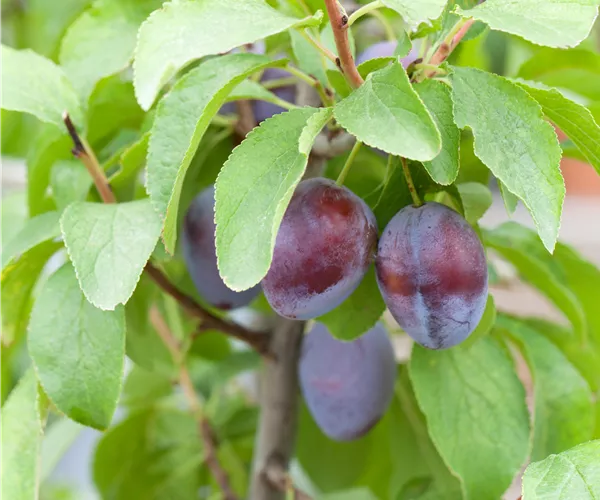 Prunus domestica subsp. domestica 'Hanita'(s)
