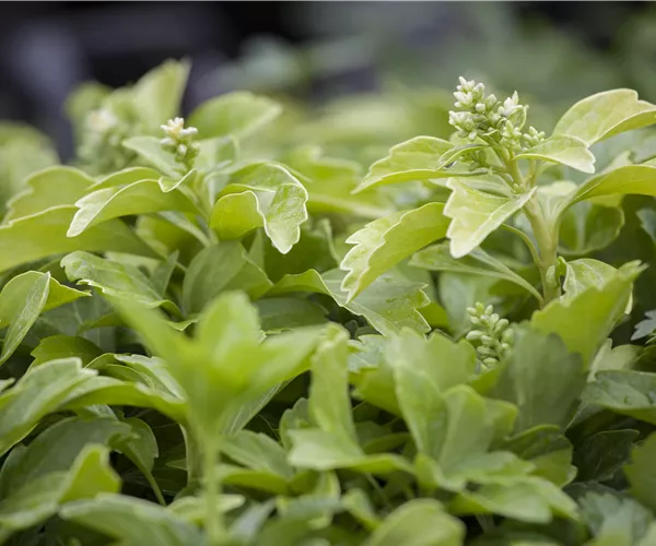 Pachysandra terminalis