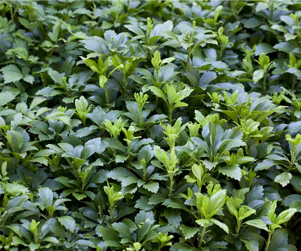 Pachysandra terminalis 'Green Carpet'®