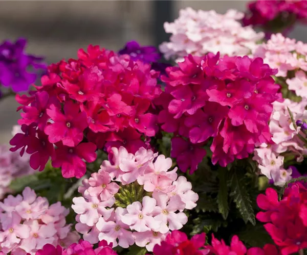 Die Verbene – schön und nützlich zugleich