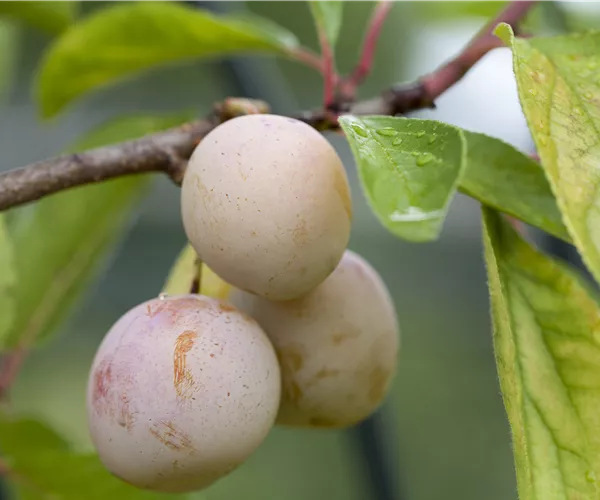 Prunus domestica subsp. syriaca