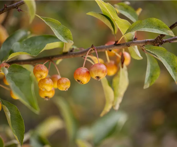Malus 'Pom Zai'®