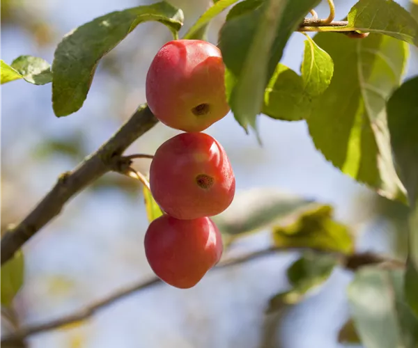 Malus x moerlandsii 'Red Sentinel'
