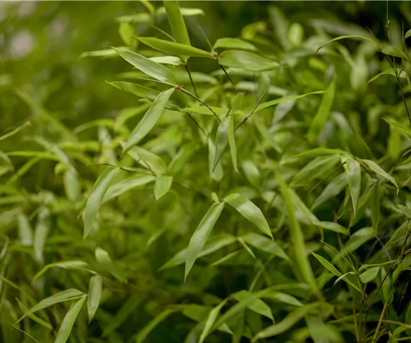 Phyllostachys aureosulcata