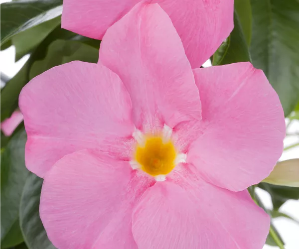 Mandevilla sanderi