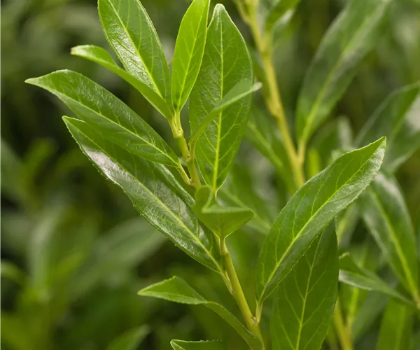 Prunus laurocerasus 'Caucasica'