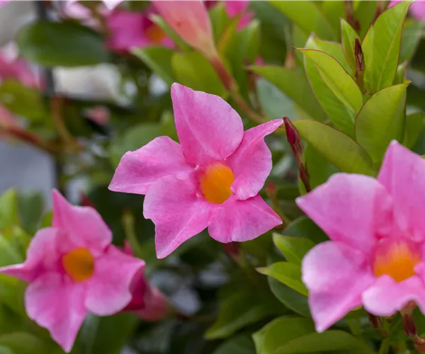Mandevilla sanderi 'Diamantina'®
