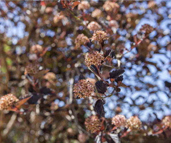 Physocarpus opulifolius