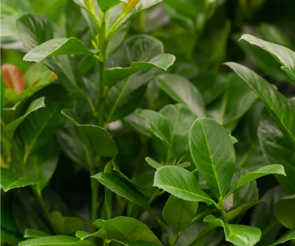 Prunus laurocerasus 'Etna'®