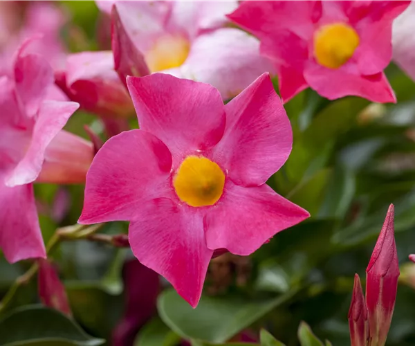 Mandevilla sanderi 'Sundaville'®