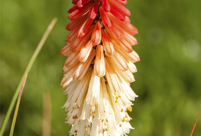 Kniphofia uvaria 'Papaya Popsicle'