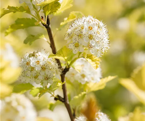 Physocarpus opulifolius 'Dart´s Gold'