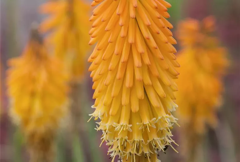 Kniphofia uvaria 'Mango Popsicle'®(s)
