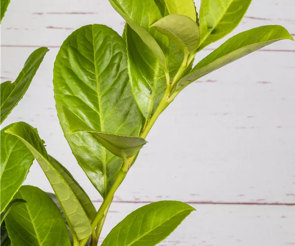 Prunus laurocerasus 'Novita'