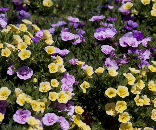 Farbe bekennen macht im Garten richtig Spaß!